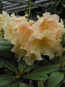 Rhodo Gold Finger